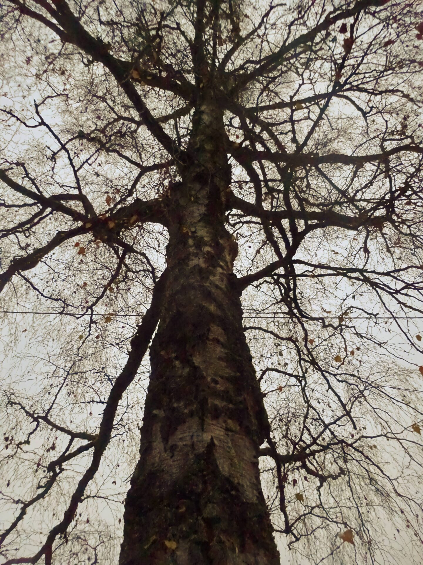 12-Wanderung_der_Stille–291125