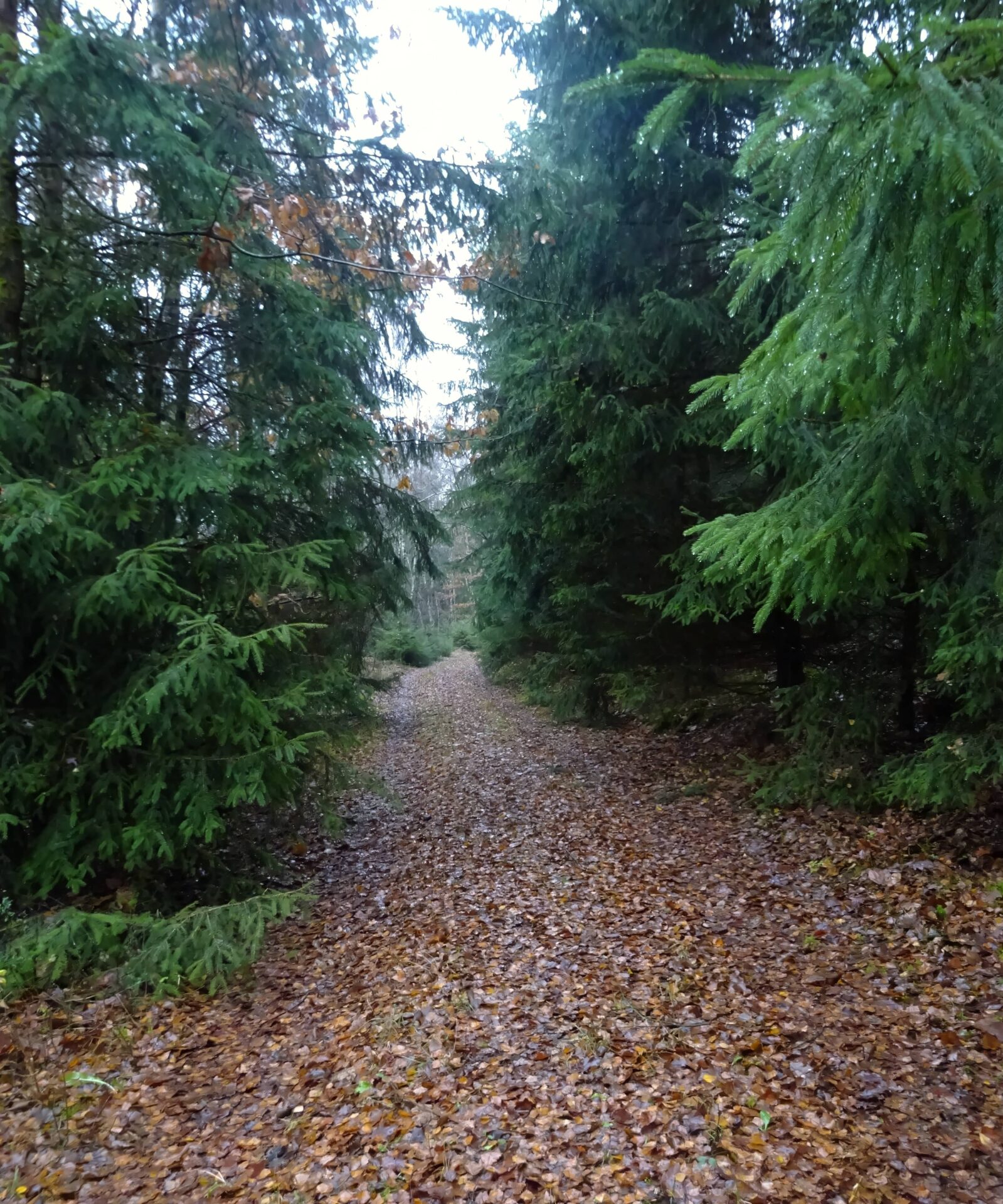 5-Wanderung_der_Stille–291125