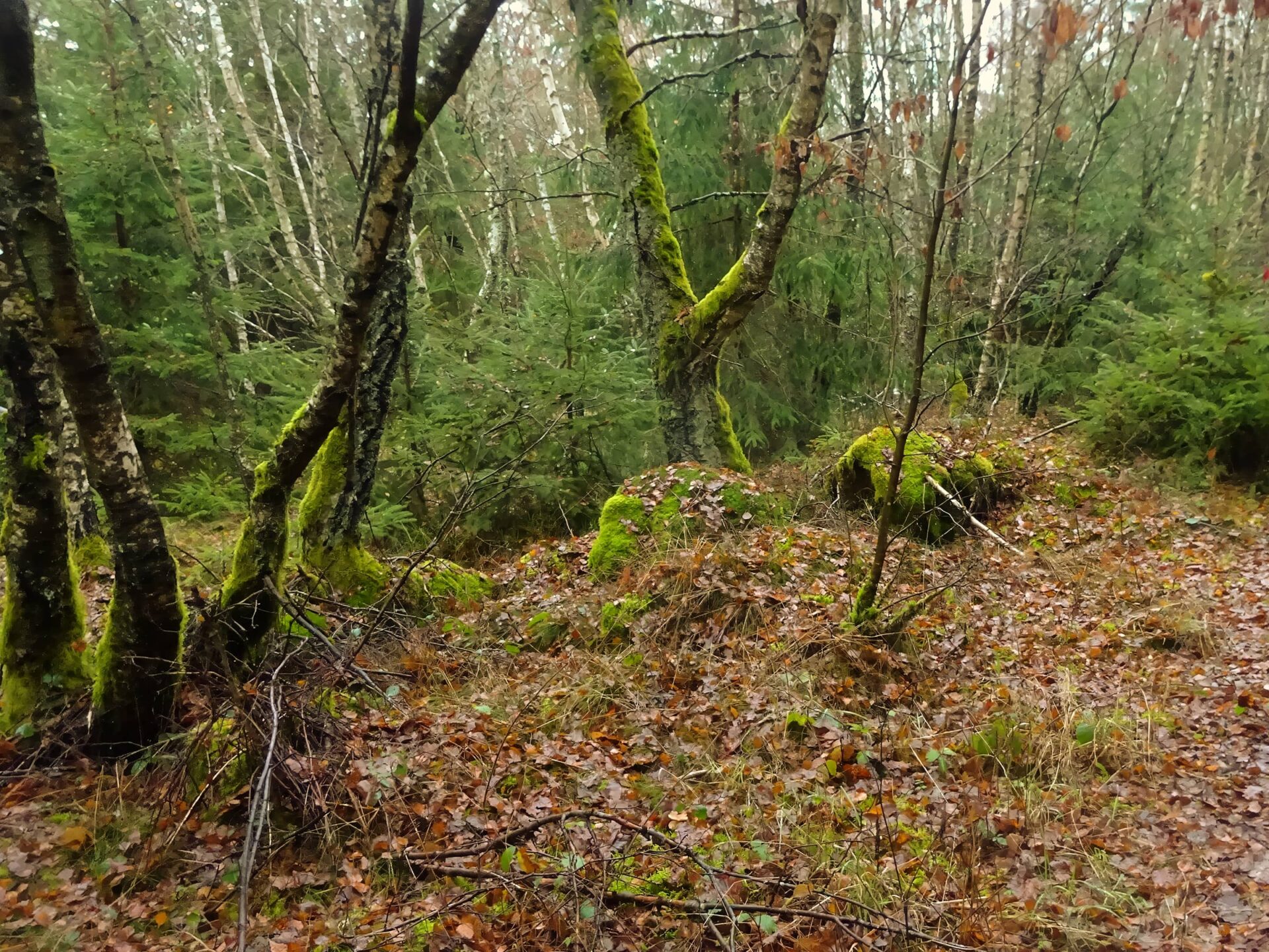 6-Wanderung_der_Stille–291125