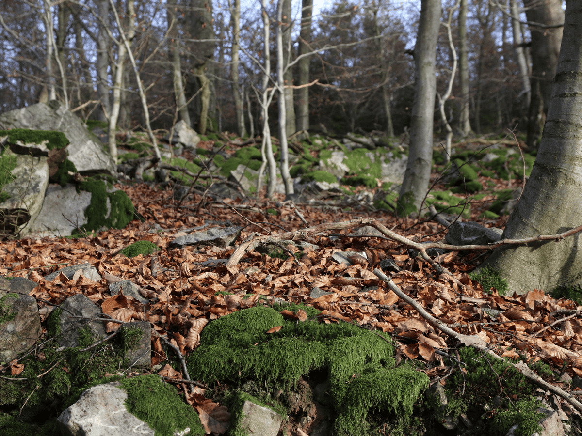 Soonwald-Mitbringsel-3