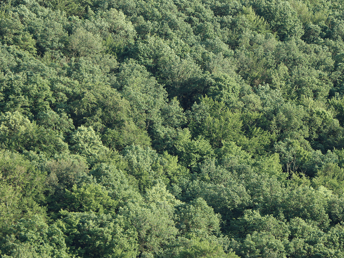 Soonwald-Buchenteppich
